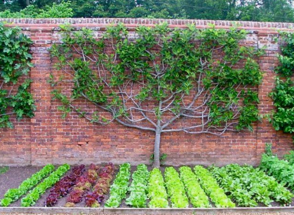 Taman dengan pohon-pohon buah dan sayuran